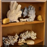 D81. Coral and sponges.